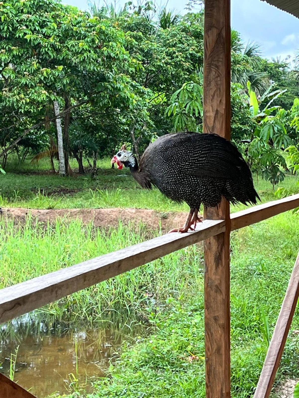 Lodge Purachata Iquitos